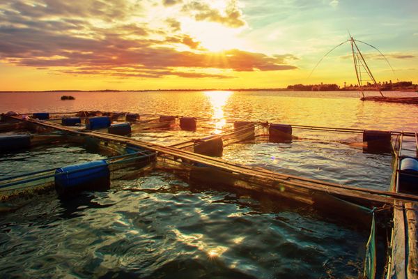 Tanques de Piscicultura